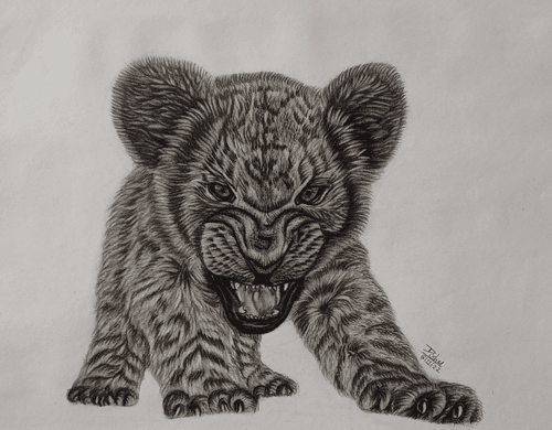 Barbary Lion Cub