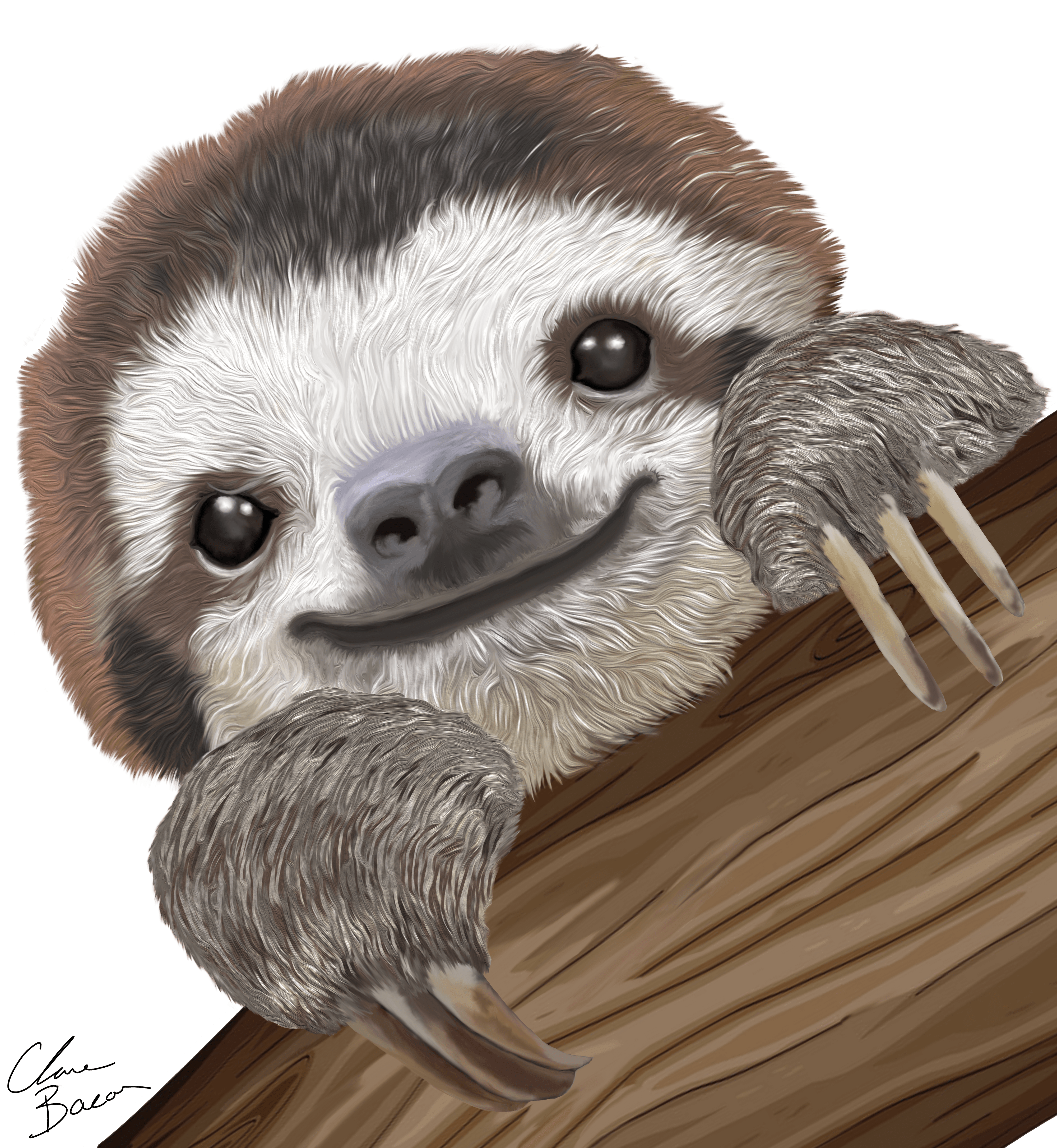 Three Toed Sloth (Bradypus Variegatus) Oil Art