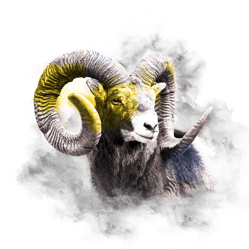 YELLOW SERIES - RAM