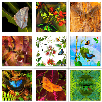 Butterfly Zone