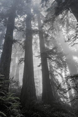 Redwoods Editions collection image