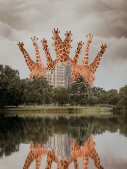 Displaced: Giraffe in the City collection image