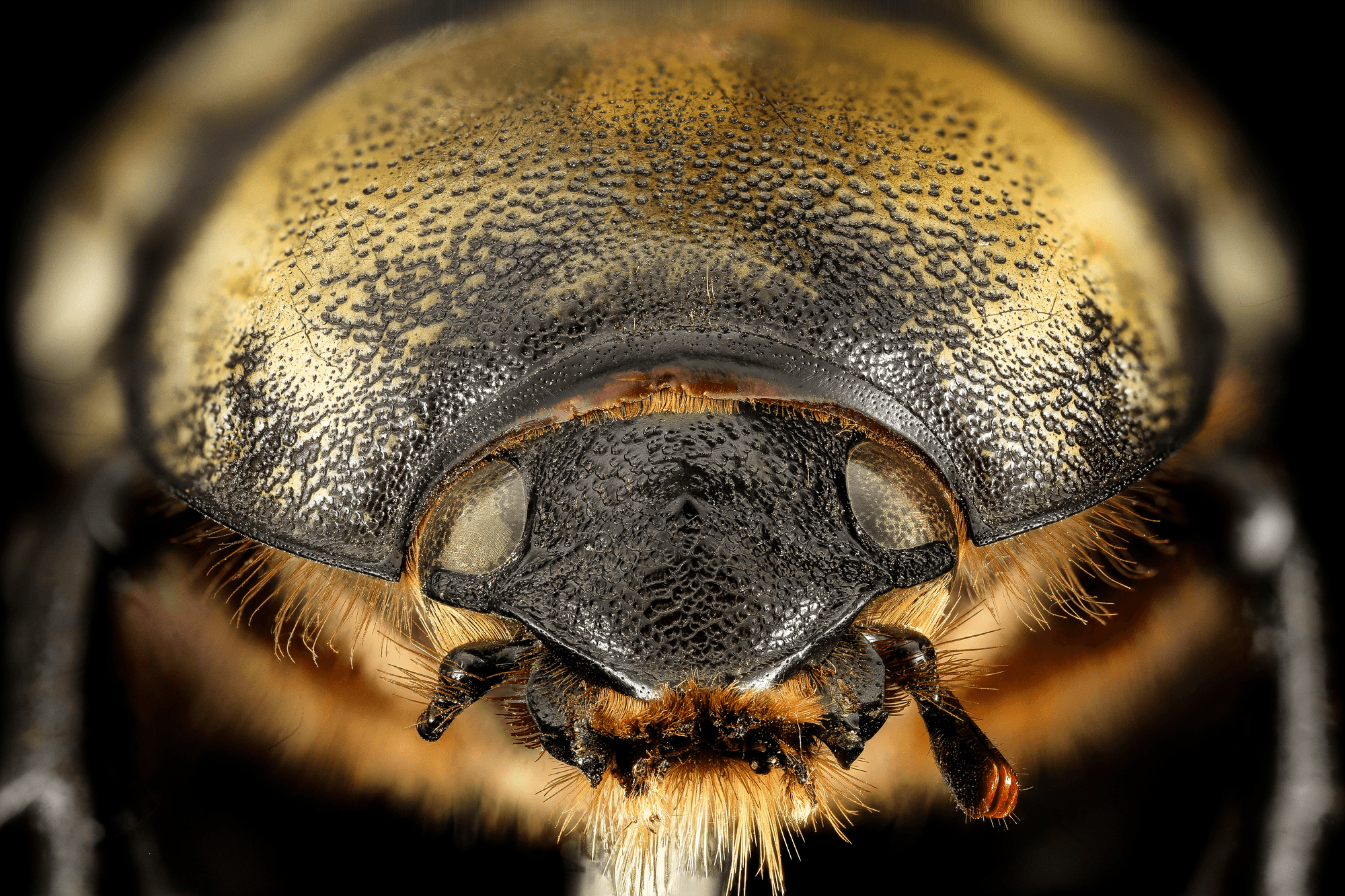 eastern hercules beetle wings