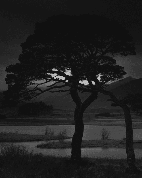 Caledonian Pine, Loch Tulla