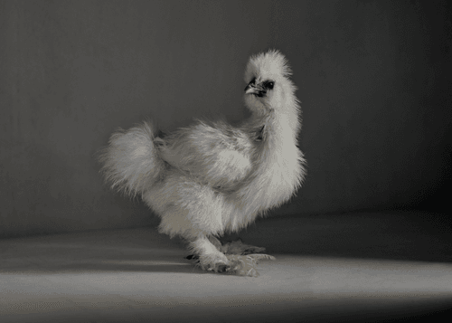 The Chick 146