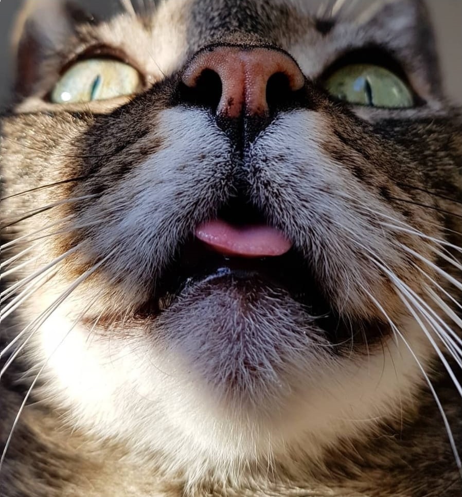 Heinrich the Cat #002 - Sweet nose and tongue outsite 