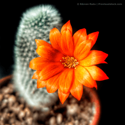 Blooming Cacti collection image