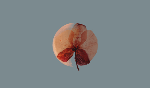 Flowers of The Moon..