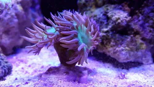  Purple coral