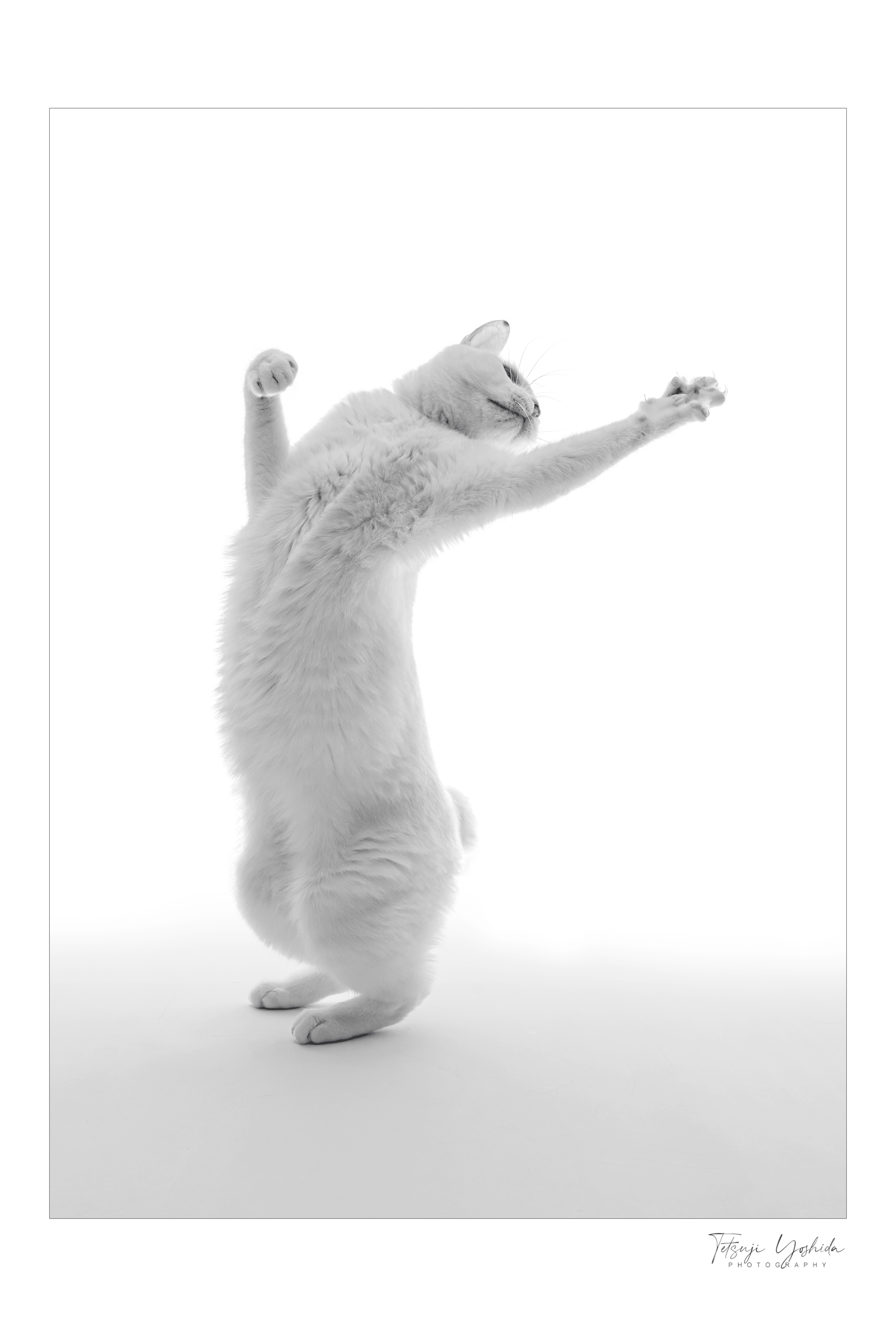 Teto the white cat "Dancing like MJ"