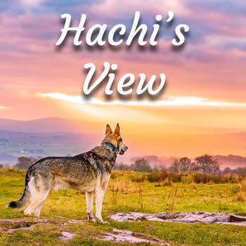 Hachi's View