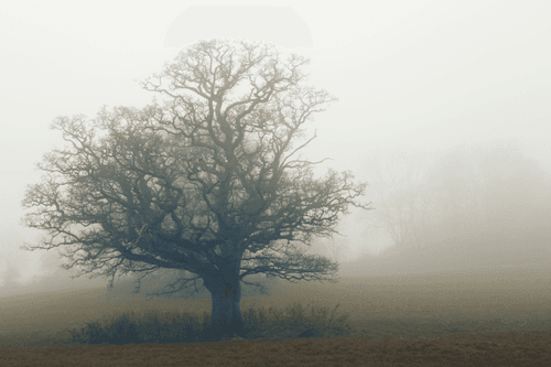 Tree in the Mist