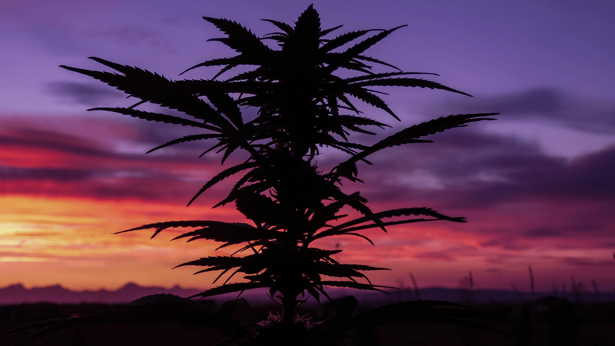 Canna Sunset Cannabis by Vixenly OpenSea