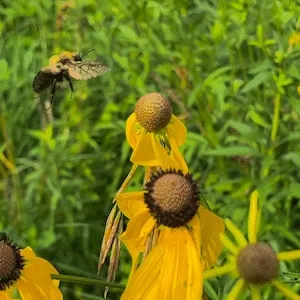 The Pollinators #6