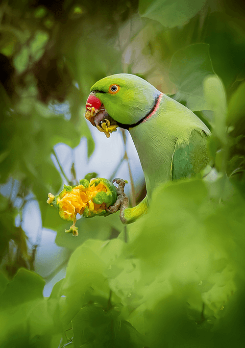 Birds of South India