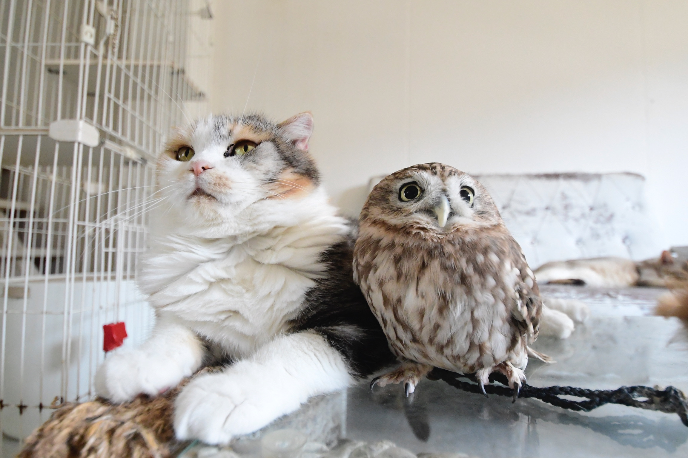 cat & owl photograph #11