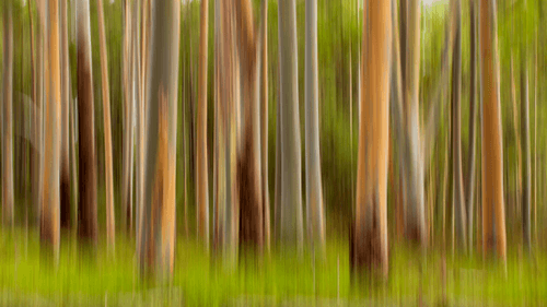 Blue Gum ICM