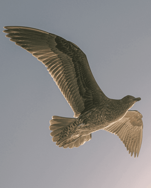 The Gull
