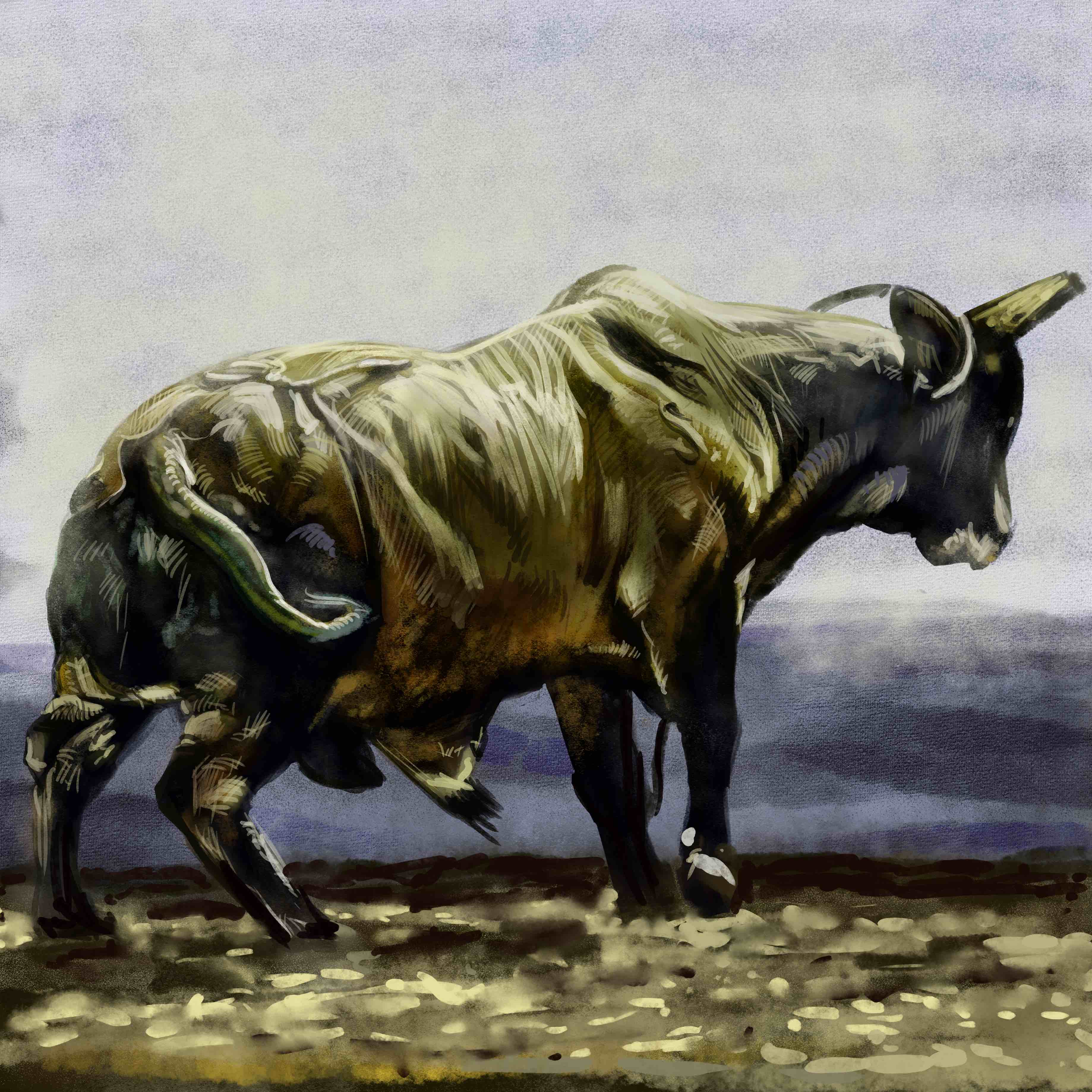 Rodeo Bull_001