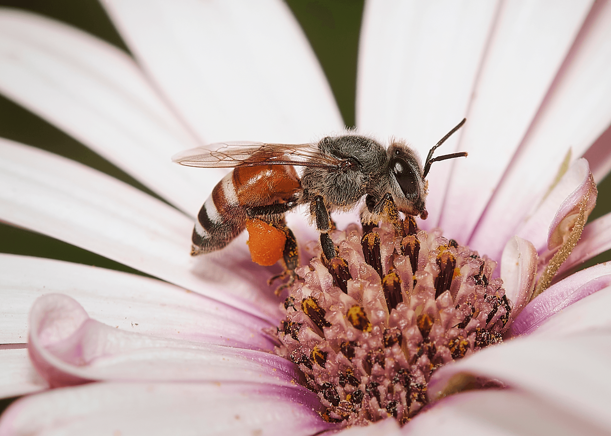 insectography #32