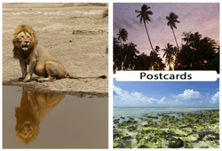 unique-postcards collection image