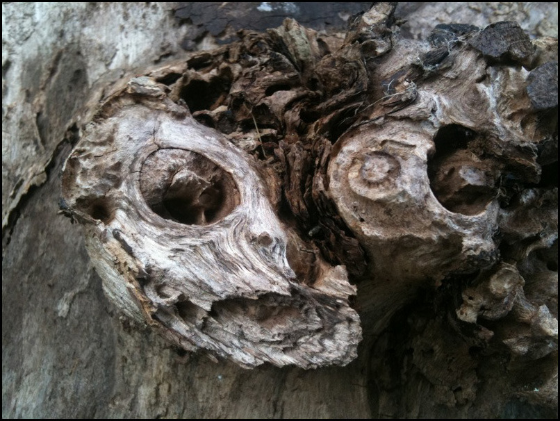 fossilized wood sprite skull