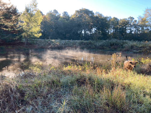 Fog with the Dog