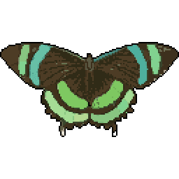 Green-banded Tailed Butterfly