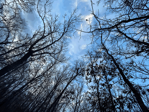 Lake Tenkiller trees 
