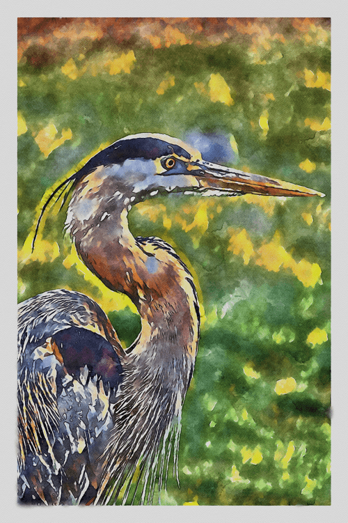 Watercolor - Great Blue Heron 3