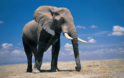 adorable elephants collection image