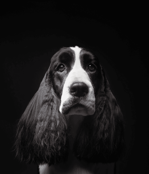 English Spring Spaniel #DA133