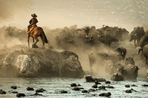 The Buffalo Shepherd #3