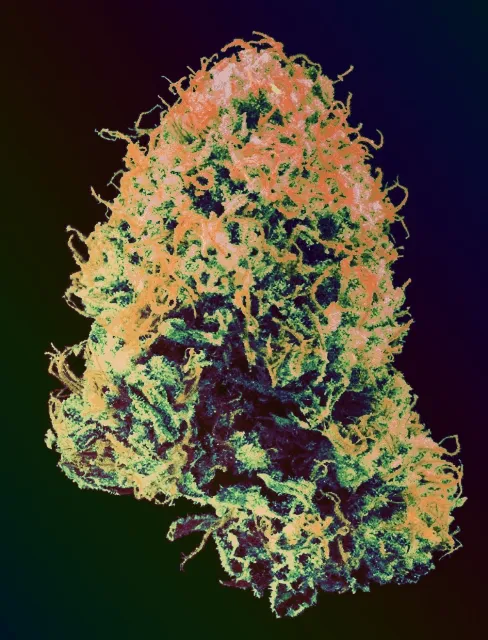 Cannabis - Sherbert
