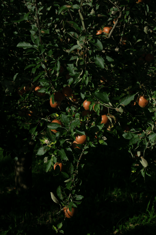 The Orchard