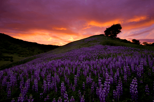 California Wildflowers