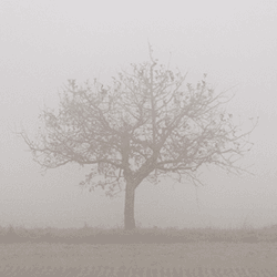 November Fog collection image