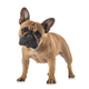 Pets_Dogs_breeds