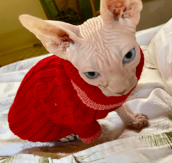 Kenneth the Sphynx Kitten #194571098 collection image