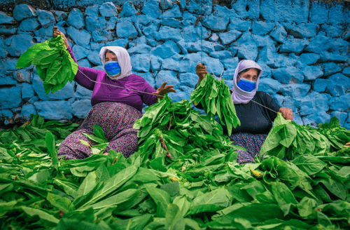 Tobacco Harvest