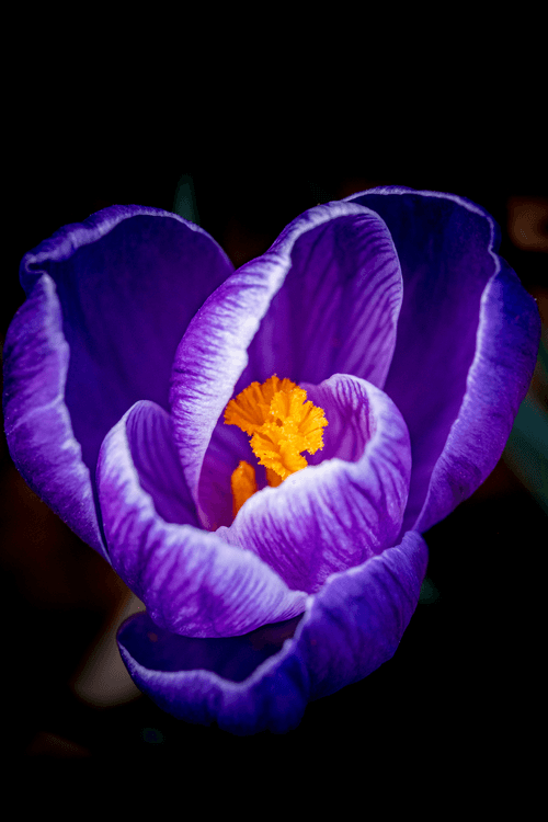 Nectar Blooming
