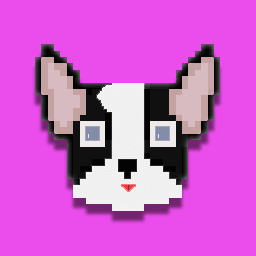 Boston Terrier #004