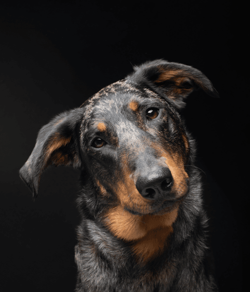 Catahoula Leopard Dog #DA091