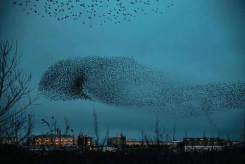 Birds_of_Istanbul