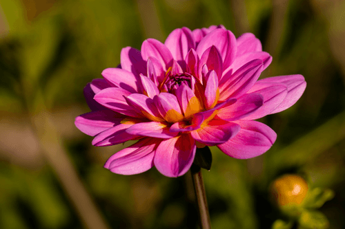 Warm Pink Dahlia