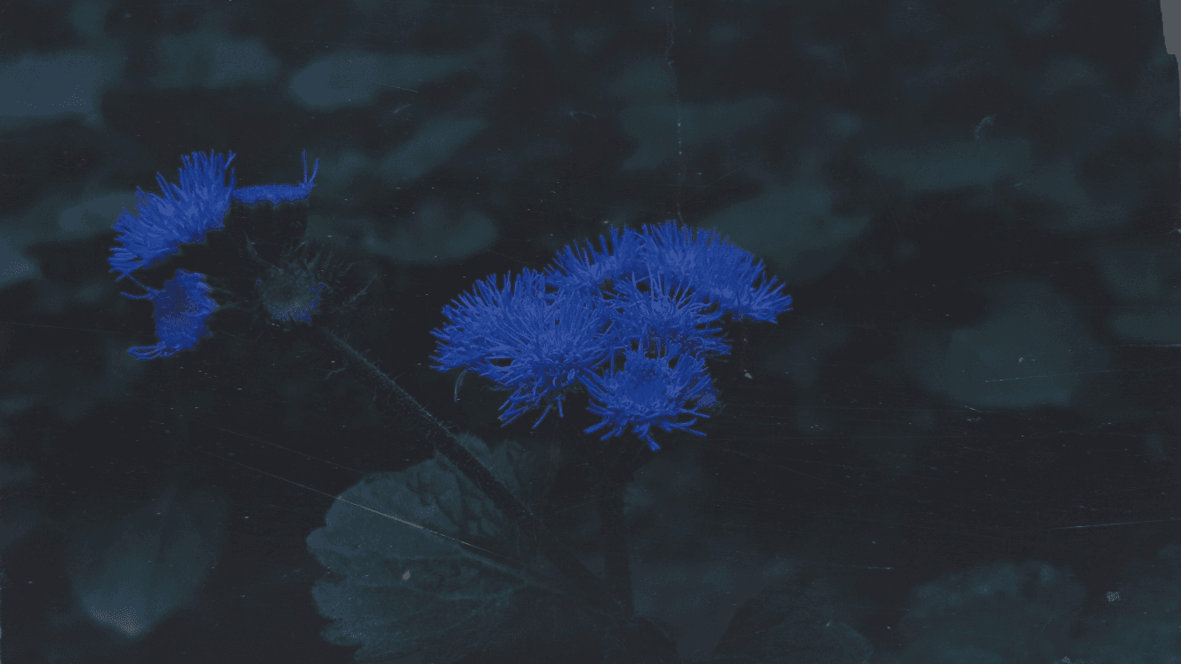Pegster_6 banner