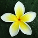 snapbook
