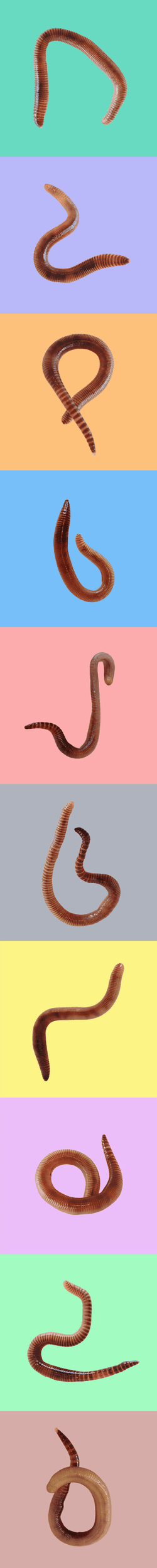 NFT Worms Collection collection image