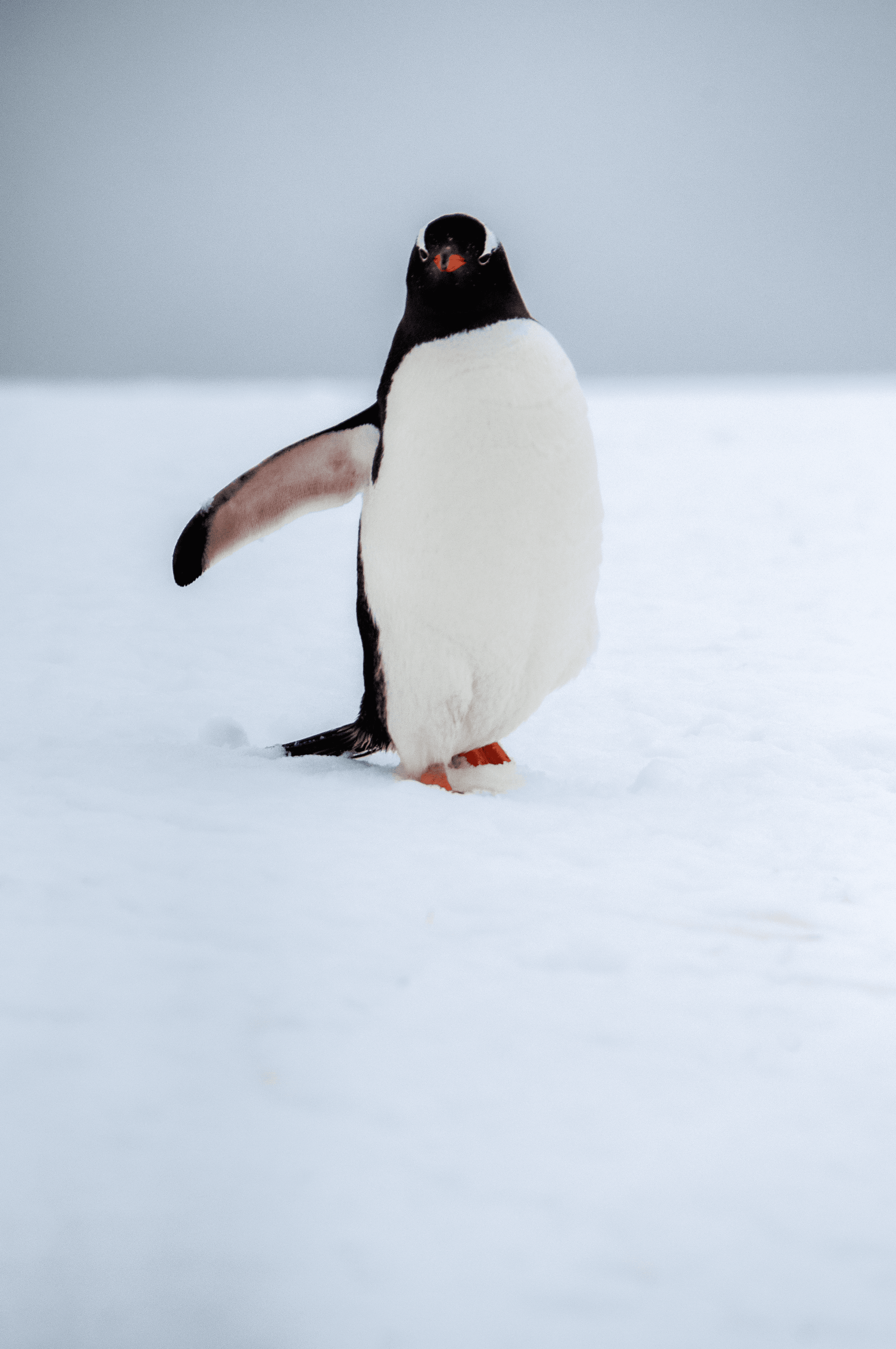 Pugsley - Gentoo Penguin - Antarctica