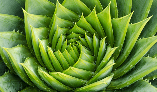 Fibonacci Crypto